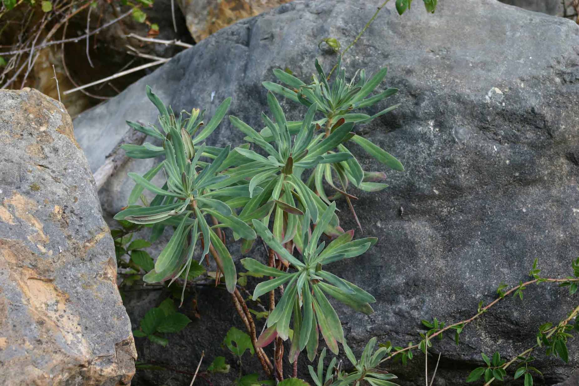 Piccolo aiuto per determinazione: Euphorbia characias L.